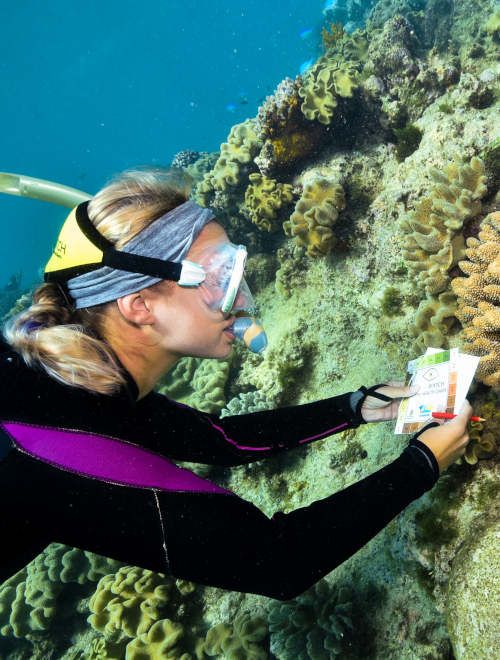 Marine Discoveries - Research On The Great Barrier Reef