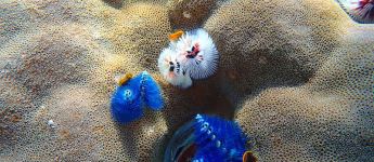 a close up of three Christmas tree worms on a massive coral