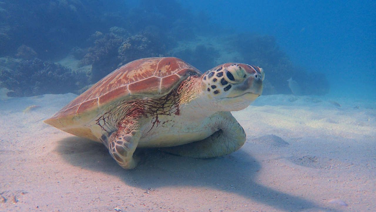 Loggerhead Turtle - Great Barrier Reef Research
