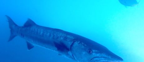barracuda in the shadows hanging under a boat
