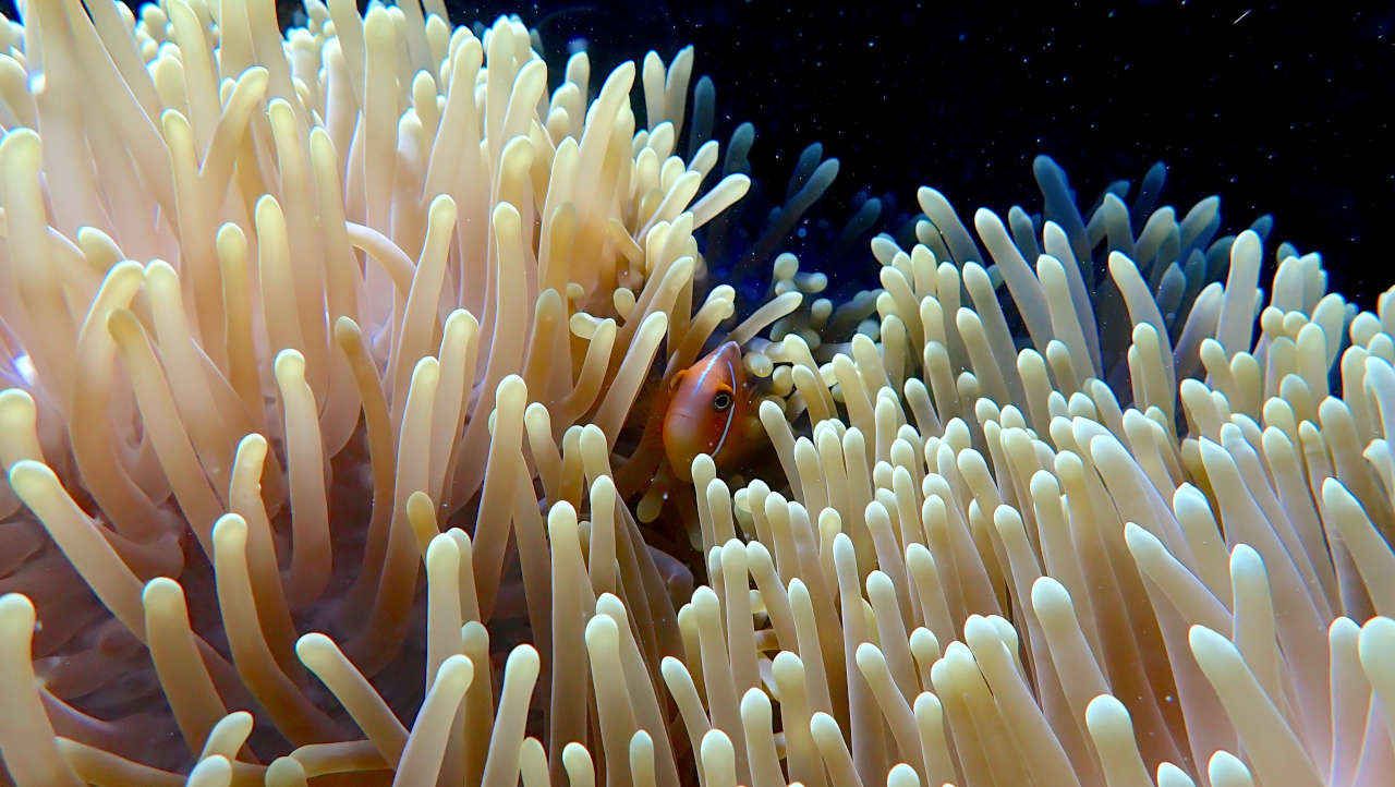 Sea Urchin - Marine Discoveries Work Placements Program