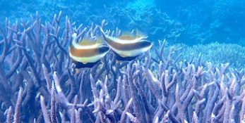 A pair of banner fish swimming above a purple branching coral with a blue reef background