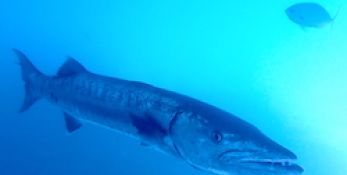 barracuda in the shadows hanging under a boat